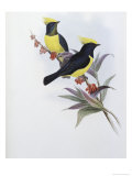 Buy Sultan Tit at AllPosters.com