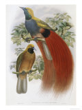 Buy Grey Chested Bird of Paradise at AllPosters.com