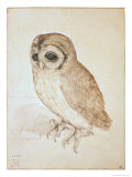 The Screech Owl
