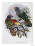 Buy Red Fronted Lory at AllPosters.com