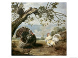 Buy Cock and Turkey at AllPosters.com