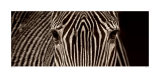 Zebra Grevy