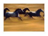 Buy Galloping Horses at AllPosters.com