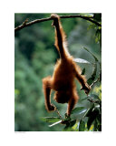 Buy Natural Gymnast at AllPosters.com