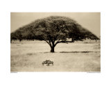 The Sheltering Tree, Serengeti