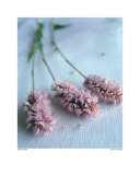 Buy Doucer du Matin at AllPosters.com