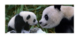 Panda Bear with Cub Art Print