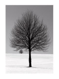 Winter Tree