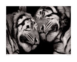 Sleeping Tigers