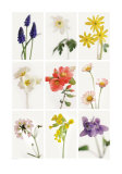 Buy Au Printemps at AllPosters.com