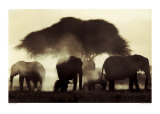 Elephant Silhouettes