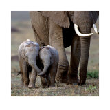 Buy Inseparable Friends at AllPosters.com
