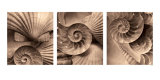 Buy Nautili at AllPosters.com