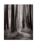 Winding Path, San Francisco