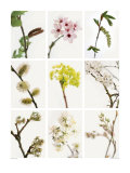 Buy Promesse de Printemps at AllPosters.com