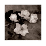 Chocolate Anemone II