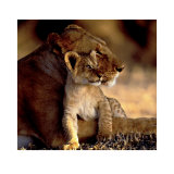 Buy Lioness with Cub at AllPosters.com