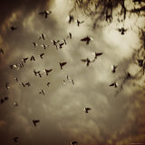Birds Flying overhead