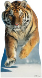 Tiger Snow