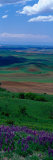 Buy Fields and Wildflowers, Palouse Country, Eastern at AllPosters.com