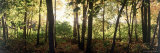 Buy Backlit Trees in Forest at Dawn at AllPosters.com