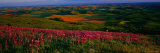 Buy Fields and Wildflowers, Palouse Country, Eastern at AllPosters.com
