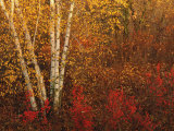 Buy Autumn Colors at Lake of the Woods, Ontario at AllPosters.com