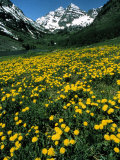 Field of Yellow Flowers with Mountains