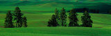 Buy Fields in Spring, Palouse Country, Eastern WA at AllPosters.com