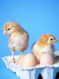 Baby Chicks and Carton of Eggs