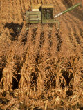 Buy Corn Harvester at AllPosters.com