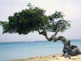 Buy Divi Tree, Aruba at AllPosters.com