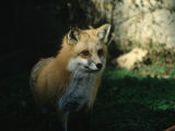Buy Red Fox at AllPosters.com
