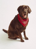 Buy Chocolate Lab with Red Bandana at AllPosters.com