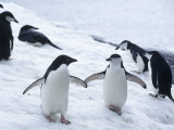 Adelie and Chinstrap Penguin, Antarctica