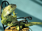 Buy Iguana at AllPosters.com