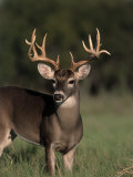 Whitetail Buck