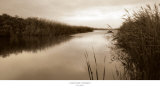 Buy River Reeds at AllPosters.com