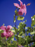 Pink Hibiscus