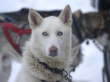 Buy Dog at Dog Sled Race at AllPosters.com