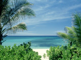 Buy Beach and Palm Trees, Oahu, HI at AllPosters.com