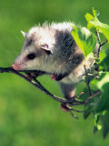 Buy Opossum in Dogwood Tree at AllPosters.com