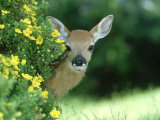 White-Tailed Deer, Fawn, Montana