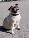 Buy Pug Licking His Mouth at AllPosters.com