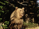 Grizzly Bear at Edge of Forest