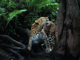 Amur Leopard in Forest, Panthera Pardus Orientalis