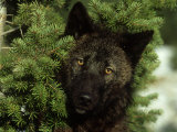 Buy Grey Wolf, Black Colour Phase, Montana at AllPosters.com
