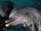 Bottlenose Dolphins, Dolphin Reef, Red Sea