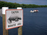 Buy Manatee Warning Sign, Palm Island, FL at AllPosters.com