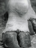 Close-up of Camel's Foot